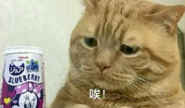 娱乐圈吃瓜猫咪是谁呀,揭秘网络红星的幕后推手